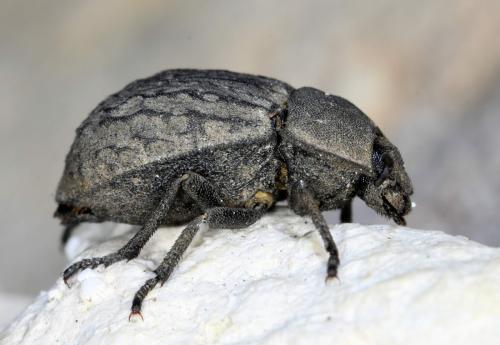 Réf. 366 095 : Asida sabulosa